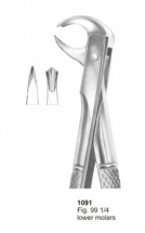  Fig. 99 1-4 lower molars 